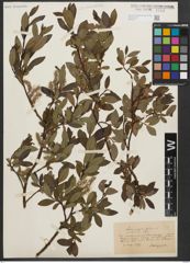Foto von Salix phylicifolia L.